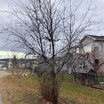 Tree Maintenance - City Owned at 1521 Millview Rd SW