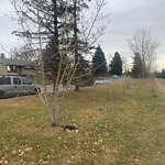 Tree Maintenance - City Owned at 944 39 Av NW