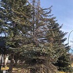 Tree Maintenance - City Owned at 56 Rosevale Dr NW