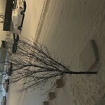 Debris on Street, Sidewalk, Boulevard at 63 Sage Bluff Green