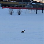 Coyote Sightings and Concerns at 42 Templeridge Cr NE