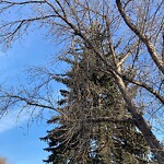 Tree Maintenance - City Owned at 122 Havenhurst Cr SW