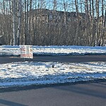 Sign on Street, Lane, Sidewalk - Repair or Replace at 127 Savanna Bv NE