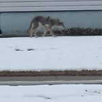 Coyote Sightings and Concerns at 3927 Vincent Dr NW