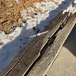 Debris on Street, Sidewalk, Boulevard at 3613 33 St NW