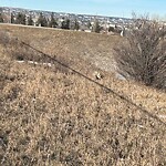 Coyote Sightings and Concerns at 854 Beddington Tr NW