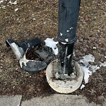 Streetlight Damage at 2 Aspen Ridge Cl SW