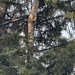 Streetlight Damage at 15 Eagle Ridge Pl SW