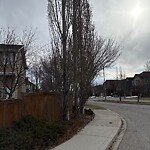 Tree Maintenance - City Owned at 250 Tuscany Estates Ri NW