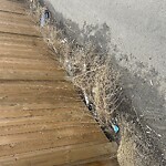 Backlane Maintenance at 16 Carringham Gate NW Calgary