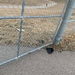 Debris on Street, Sidewalk, Boulevard at 1900 Southland Dr SW