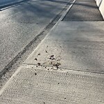 Debris on Street, Sidewalk, Boulevard at 8844 48 Av NW