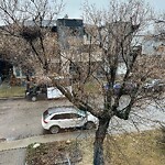 Tree Maintenance - City Owned at 1406 Gladstone Rd NW
