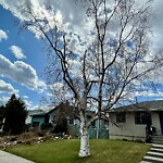 Tree Maintenance - City Owned at 178 Westover Dr SW Westgate