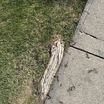 Tree Maintenance - City Owned at 2335 Woodview Dr SW